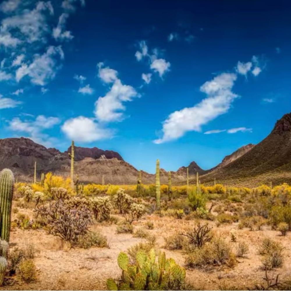 Vinyl background Desert Landscape size 9x6 ft